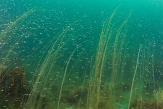 Underwater scene of thong weed and small fish