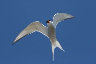 Arctic tern Foulney Island credit Duncan Cooke