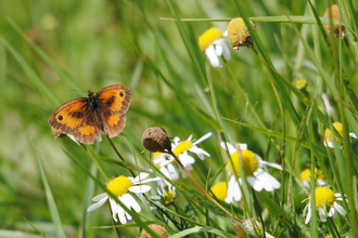 Gatekeeper butterfly