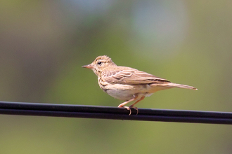 A tree pipit perched on a wire