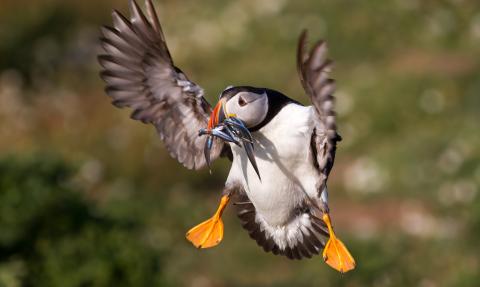 Puffin ©Mike Snell