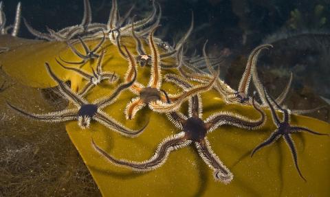 Black brittlestars on kelp frond © Paul Naylor