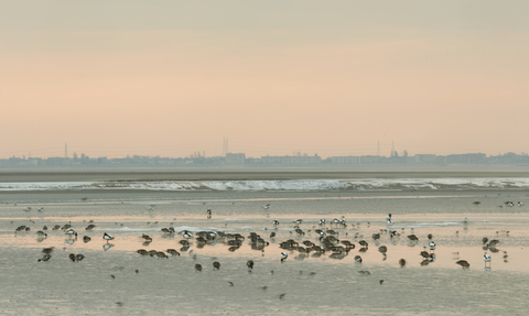 Ducks and waders feeding on mudflats, Morecambe Bay