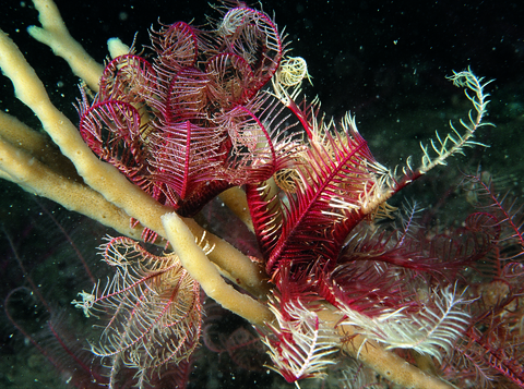 Rosy feather star | Living Seas North West