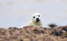 Seal pup on Walney ©Lindsay Dickings/NW Evening Mail