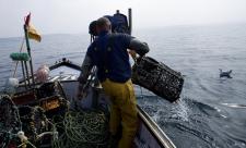 Fisherman hauling lobster pot onto his boat © Toby Roxburgh/2020VISION