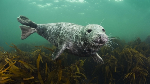 Grey Seal