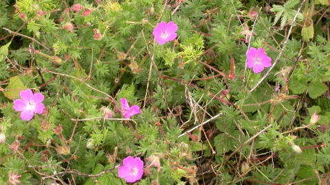 Bloody Crane's-bill