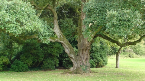 Holm Oak