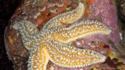 Common Starfish