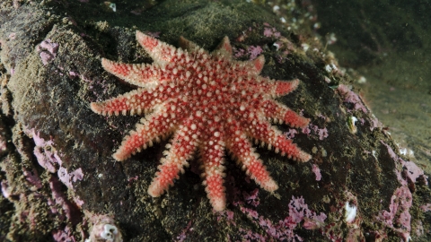 Common sunstar | Living Seas North West