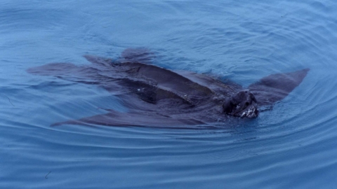 Leatherback turtle