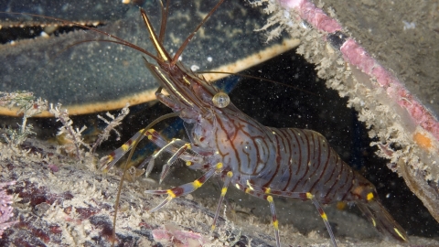 Common prawn