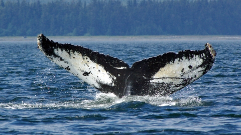 Humpback whale