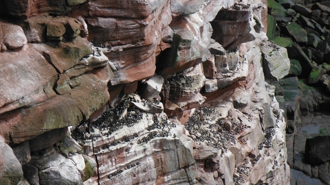 Cliff nesting seabirds at St Bees ©NWIFCA