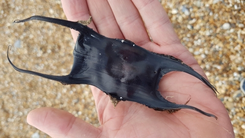 Eggcase Hunting