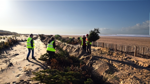 Christmas Tree Planting