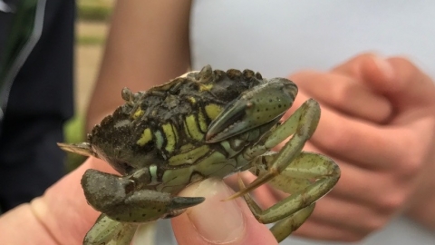 Shore Crab