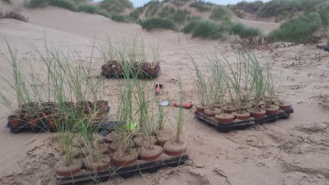 Marram Grass Plug Planting