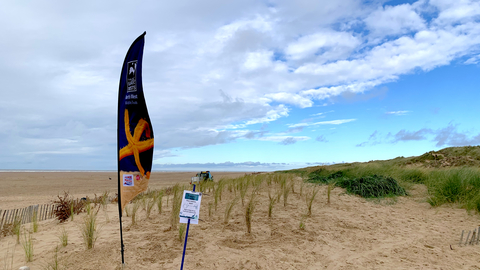 Creating Dunes - Planting Marram Grass plugs in the foredunes