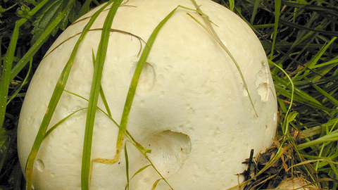 A giant puffball growing in a patch of grass. It's a football-shaped fungus with pockmarked, off-white skin
