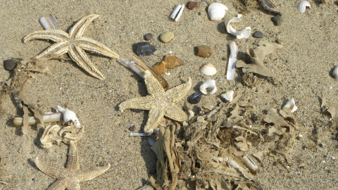 Strandline by Tanya Perdikou