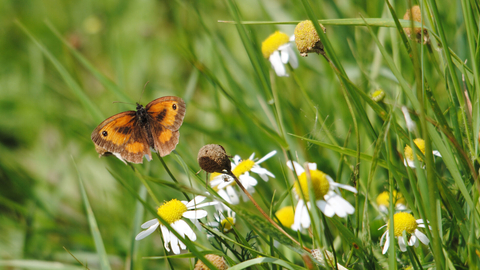 Gatekeeper butterfly