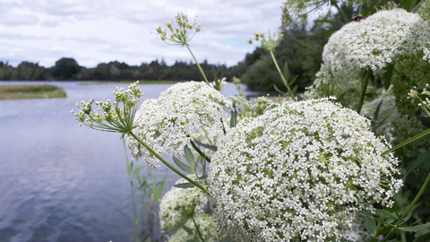 Greater water parsnip