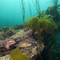 Corkwing wrasse male with nest © Paul Naylor