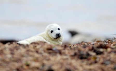 Seal pup at South Walney Nature Reserve. Photo: Lindsey Dickings NW Evening Mail