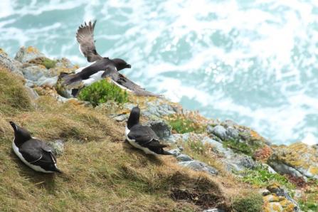 Razorbills. Photo: Alice Trevail