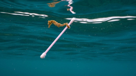 Seahorse clings to cotton bud ©Justin Hofman
