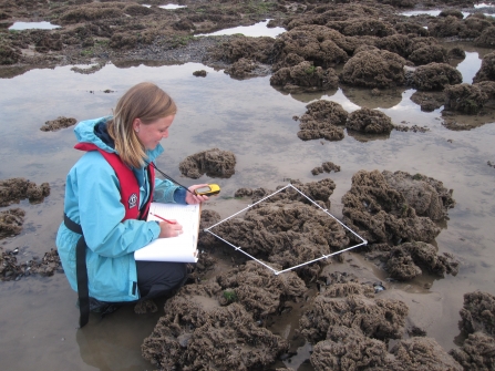 Surveying honeycomb worm reef