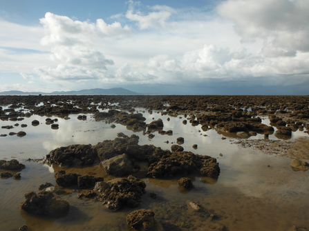 Sabellaira reef at Allonby Bay ©NWIFCA