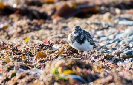 Turnstone feeding on the shore