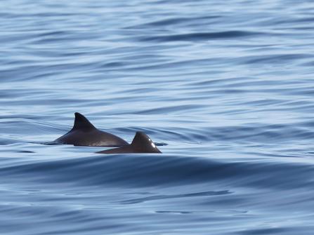 Harbour porpoises in the Irish Sea ©Nikki Clear