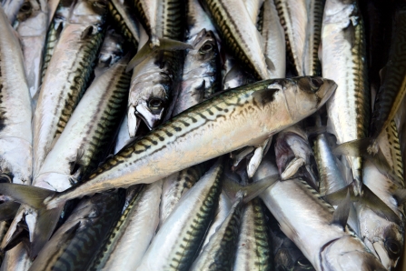 Hand line caught mackerel © Toby Roxburgh/2020VISION