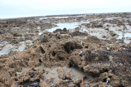 Honeycomb worm reef and seed mussel at Heysham Flat