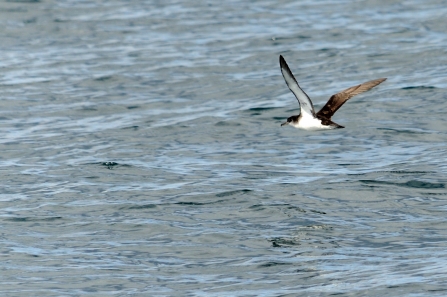 Manx shearwater © Amy Lewis