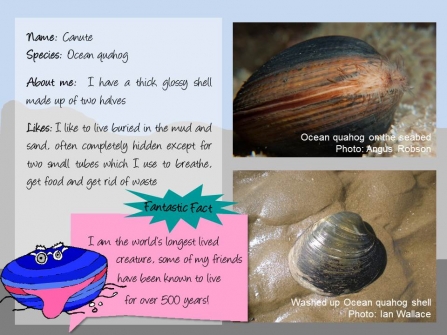 Factfile on Canute the quahog