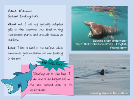 Factfile on Maximus the basking shark