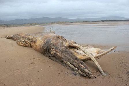 Dead stranded juvenile fin whale