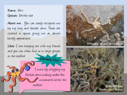 Factfile on Brit the Brittlestar