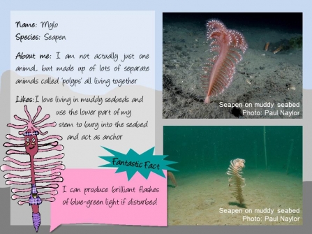 Factfile on Mylo the seapen