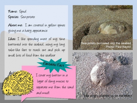 Factfile on Spud the sea potato