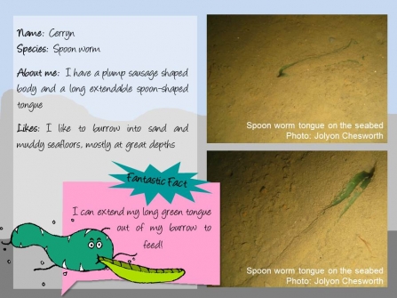 Factfile on Cerryn the spoon worm