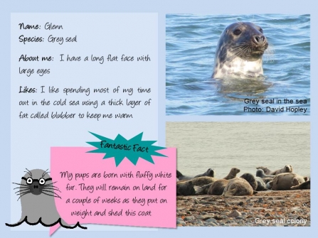 Factfile on Glenn the grey seal