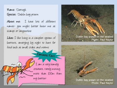 Factfile on Darragh the Dublin Bay prawn