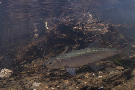 European smelt © Jack Perks