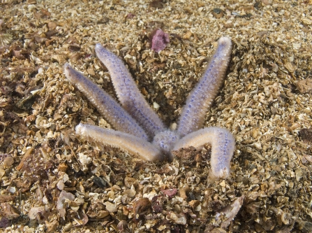 Common Starfish ©Paul Naylor